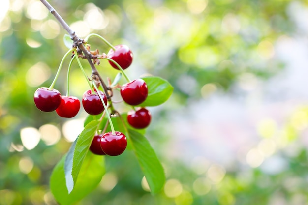 cherry tree branch with red berries ripe sweet cherry with beautiful sun glare closeup