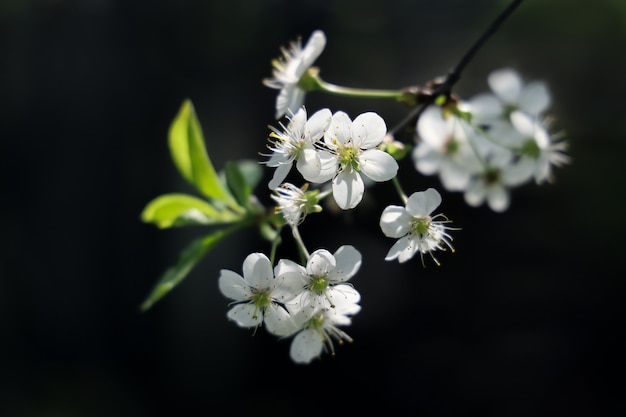 어두운 배경에 흰색 꽃과 벚꽃 나무 가지