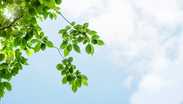 Cherry tree branches background