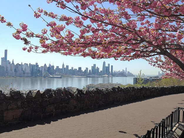 町の建物に沿って川に沿って桜の木