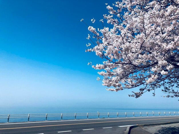 Cherry tree by sea against clear blue sky