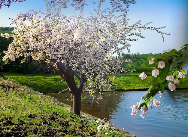 庭の水による桜