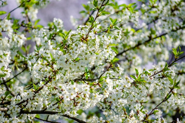 Ciliegio in densa fioritura bianca in primavera nel giardino