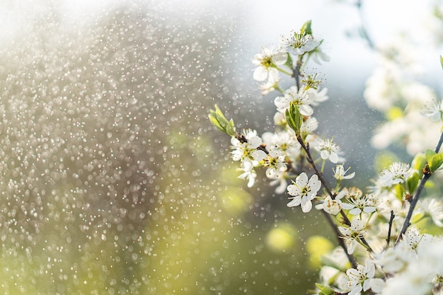 太陽の下で桜の花