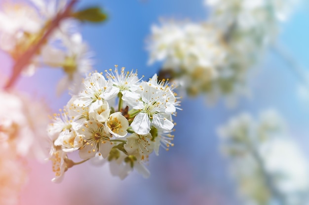 Cherry tree flowers with green foliage. Spring background.