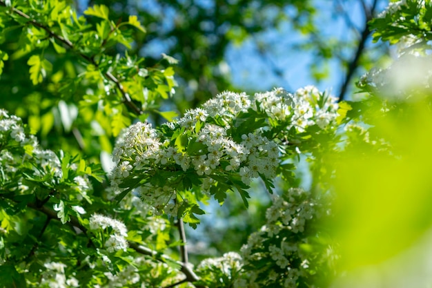 ソフトフォーカスの桜の木の枝に春の白い花