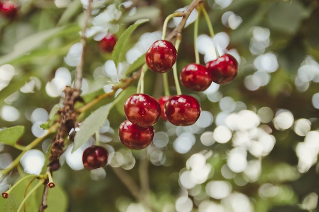 Cherry tree in the garden with ripe fruits on the branch. Summer healthy fruits