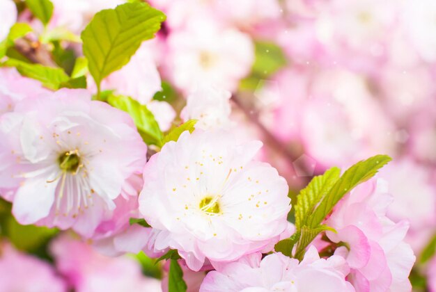 Foto l'albero di ciliegio fiori rosa gentili il concetto della vacanza del risveglio primaverile