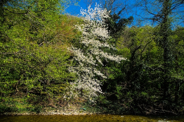 The cherry tree is all in bloom stands out among the green trees, the river is ahead, the blue sky is above. High quality photo