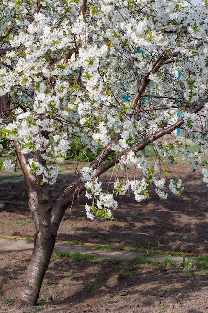 Cherry tree in the period of spring flowering in an orchard.