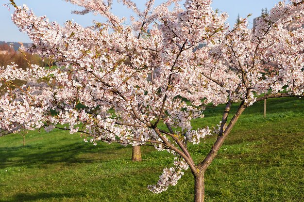 Cherry tree or sakura flowers bloom in spring garden on natural background