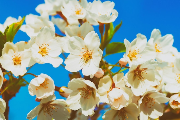 自然な青空を背景に春には桜や桜の花が咲きます。トーン