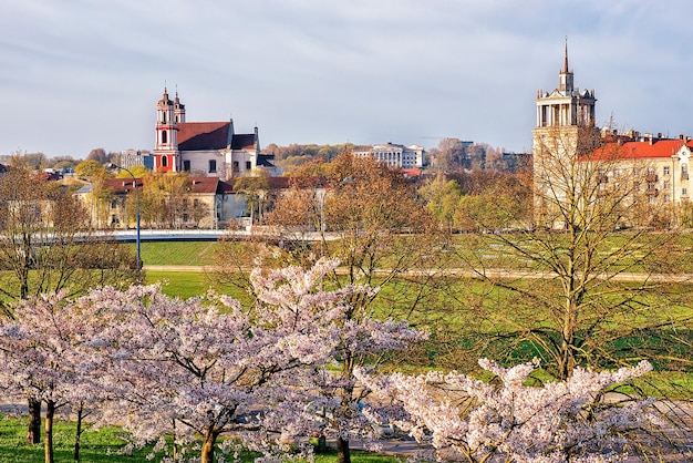 春のビリニュスに咲く桜や桜の花の庭。背景の教会