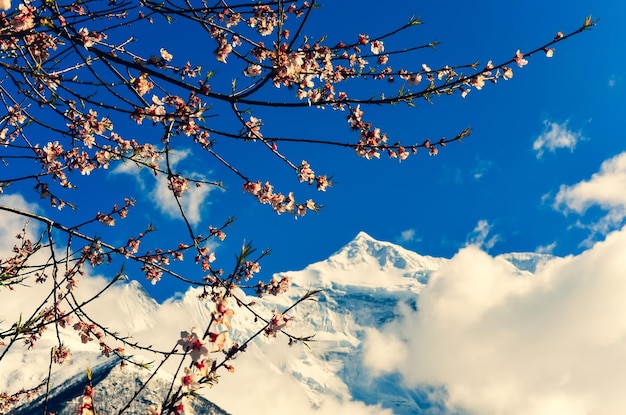 背景ヒマラヤ ネパールの山のピークと桜の木の春の花