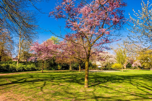 Cherry Tree In Spring Sakura Flowers Background