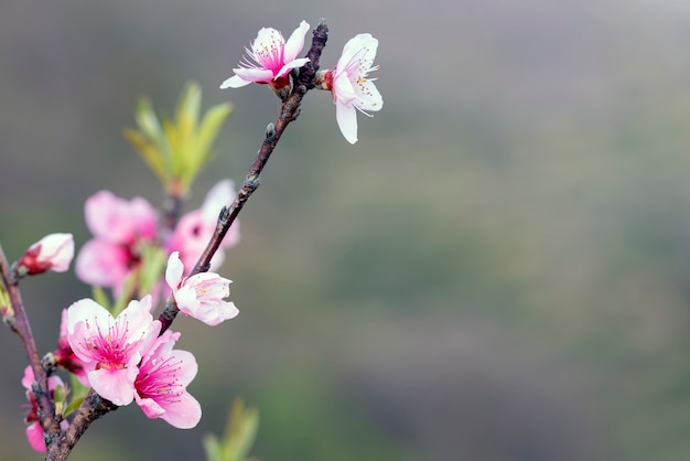 Cherry tree starting its flowering