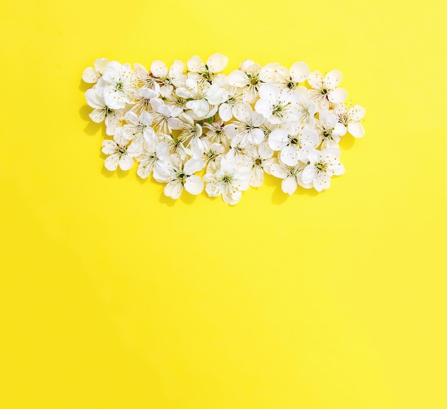 Cherry tree white flowers on bright yellow paper background
