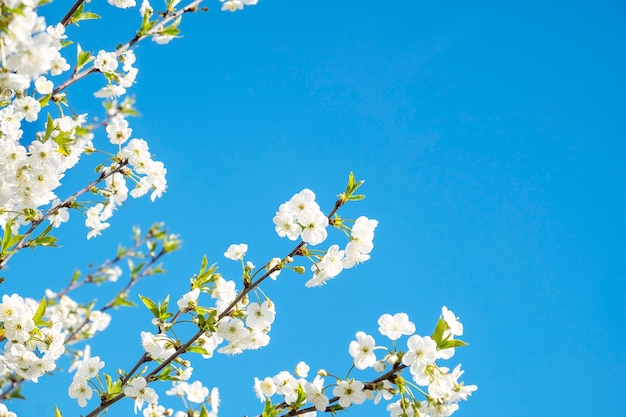 花と桜の木。