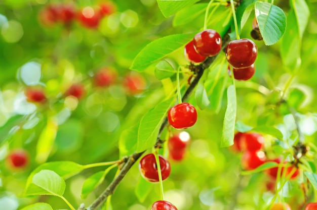 Cherry tree with fruits
