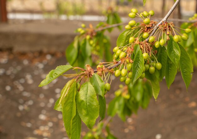 Foto un ciliegio con frutti verdi all'inizio di maggio