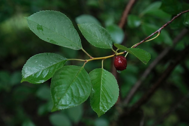 cherry tree with red ripe berries and raindrops on leaves