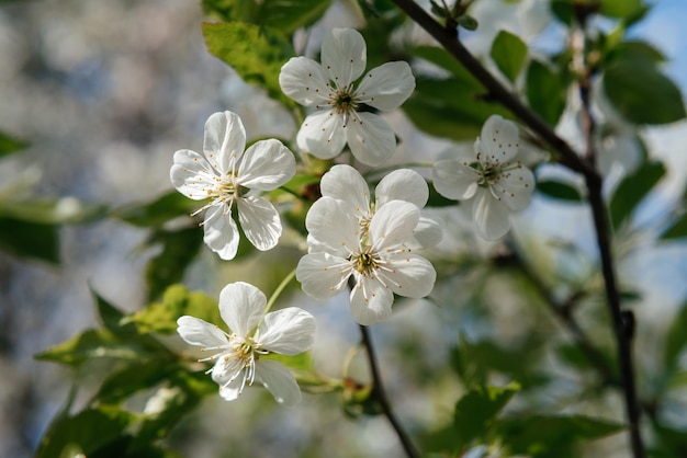 Cherry tree with white blossoms in early spring