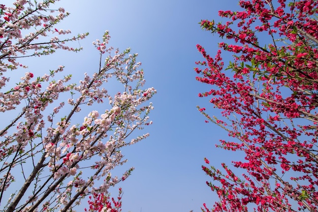 桜の木