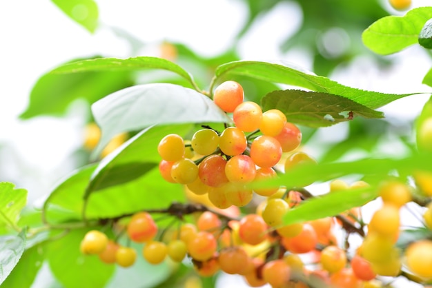 The cherry trees on the farm ripen into cherries in summer