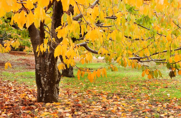 Cherry trees full of yellow leaves