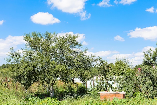 Cherry trees in green garden under blue sky