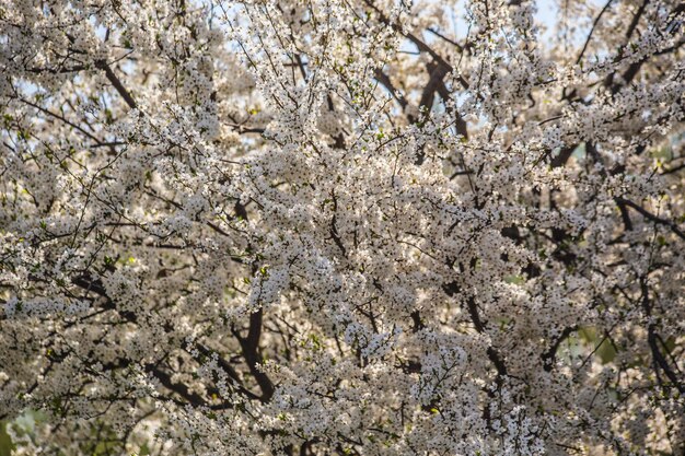 Cherry white blossom close up on spring sunny day, Ukraine