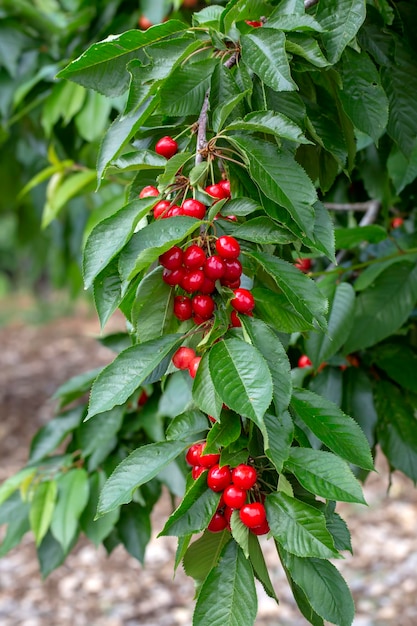 Cherry with leaf and stalk. Cherries with leaves and stalks.