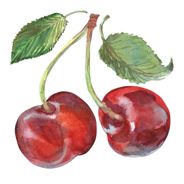 cherry with leaves in watercolor hand drawn ripe red berry on bunch of cherries two cherries are