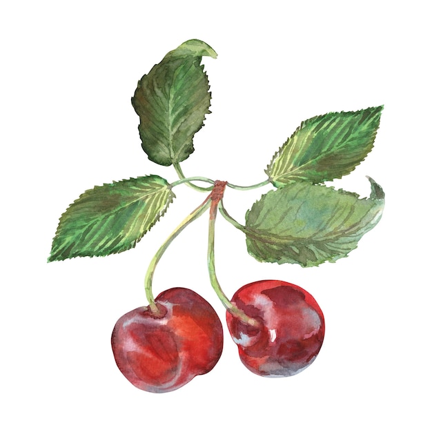 cherry with leaves in watercolor hand drawn ripe red berry on bunch of cherries two cherries are