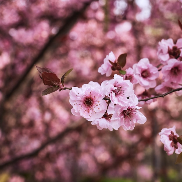 Photo cherryblossom 4k