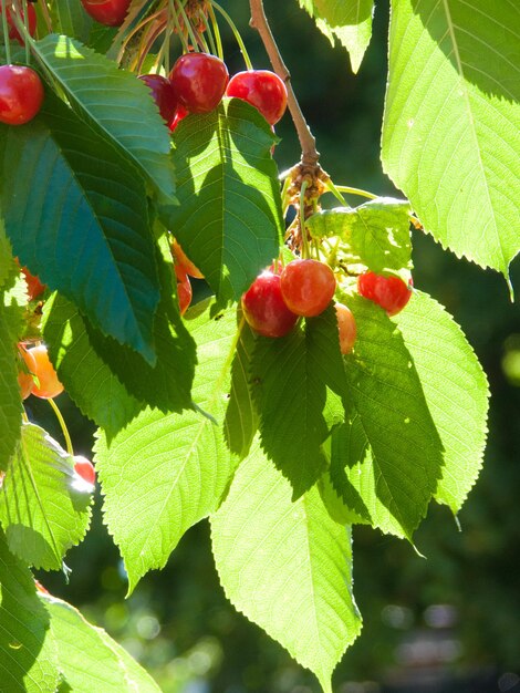 Cherryloirefrankrijk