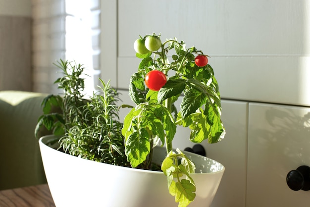 Cherrytomaten en rozemarijn gekweekt in een pot in een moestuin in de witte keuken