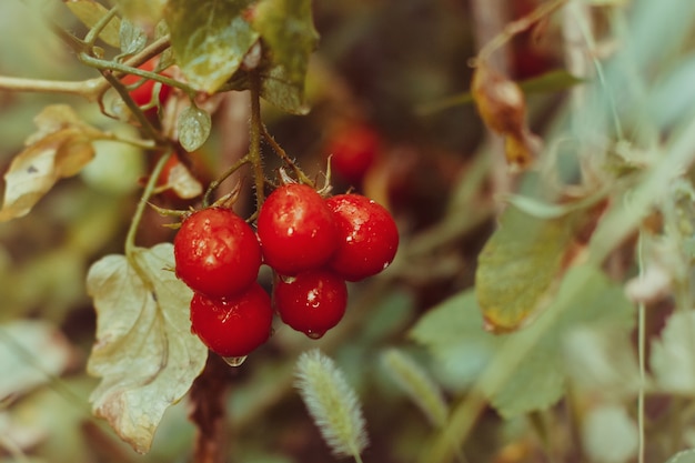 Cherrytomaten op een tak