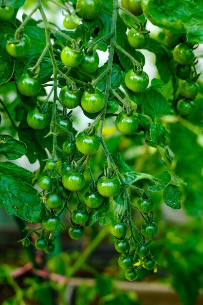 Cherrytomaten rijpen aan de tros in een kas