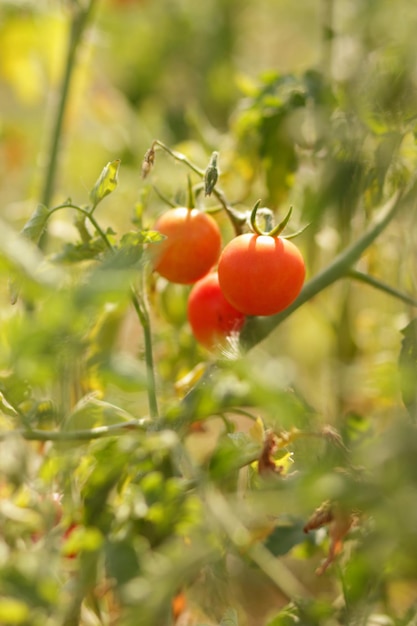 Cherrytomaten rijpen in de struik Rode tomaten in de tuinclose-up Rijpe biologische tomaten in de tuin klaar om te oogsten