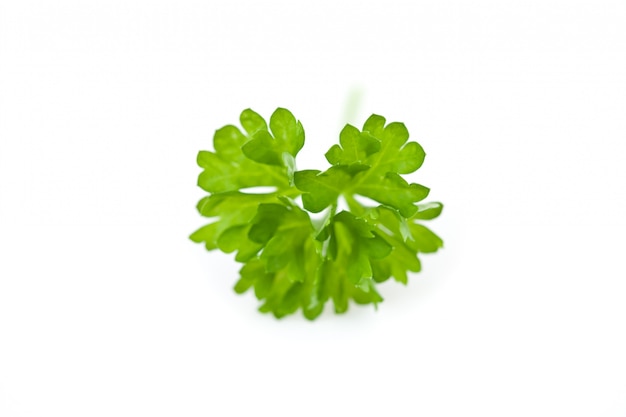 Chervil sprig