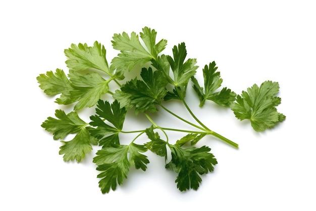 Chervil On A White Background Generative AI