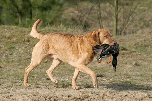 写真 チェサピーク・ベイ・レトリバー犬がアヒルを運んでいる