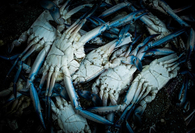 Chesapeake bluecrabs close up shot