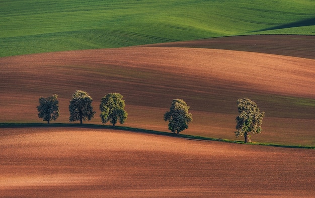 Chestnut avenue in South Moravia