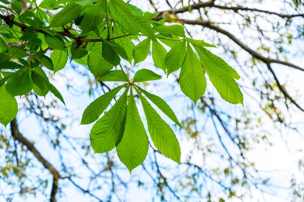 Chestnut branch with green leaves on the background of the sky