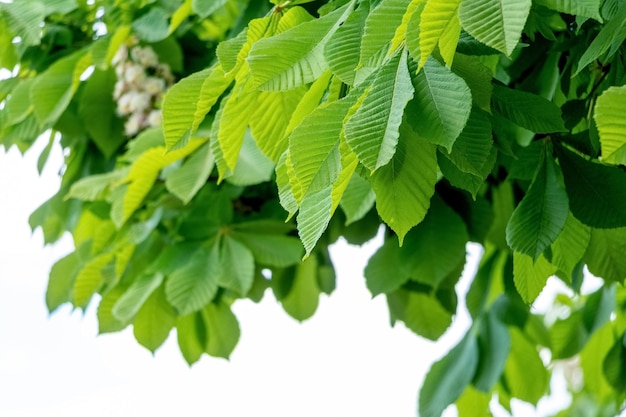 Chestnut branch with young fresh green leaves Background of green leaves