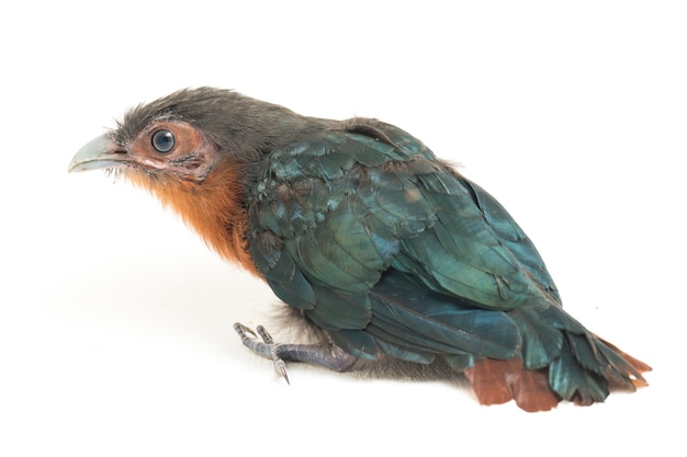 The chestnut-breasted malkoha bird