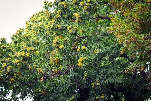 Chestnut (Castanea sativa) fruit in a branch