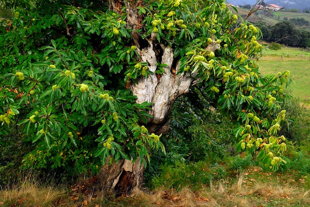 Chestnut Castanea sativa with fruits